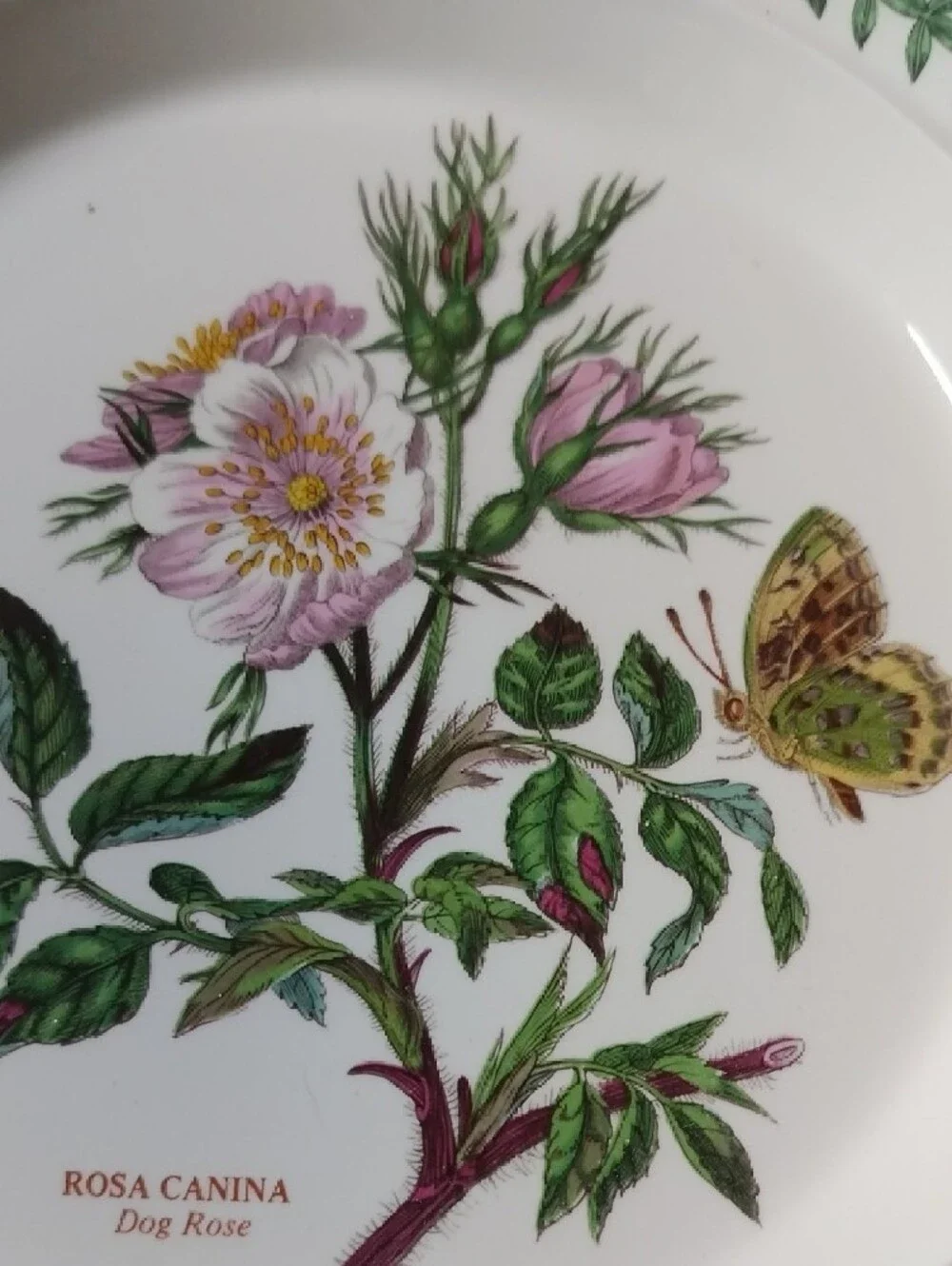 Port Meirion Notanical Floral Dinner Plate in White with Pink Rose Motif Vintage